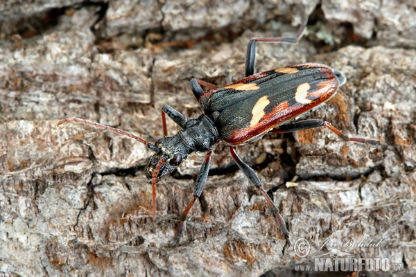 Two-banded Longhorn Beetle (Rhagium bifasciatum)