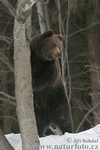 Urso-pardo