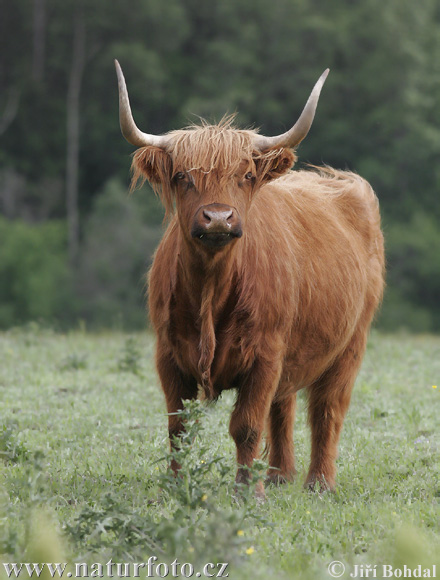 Vaca de les Highlands
