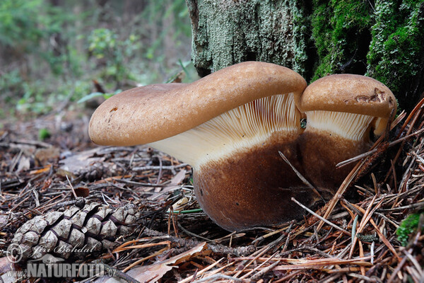 Velvet Rollrim Mushroom (Tapinella atrotomentosa)