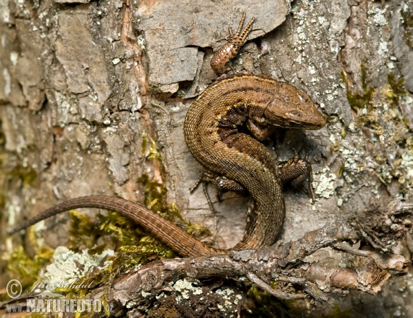 Viviparous Lizard (Lacerta vivipara)