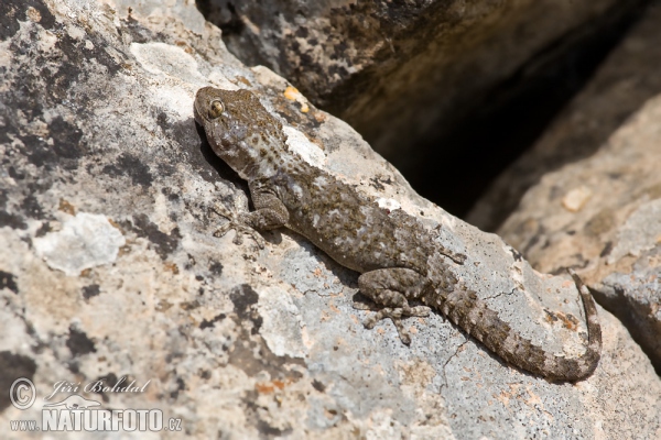 Wall Gecko (Tarentola mauritanica)