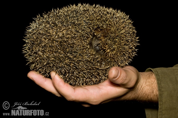 Western Hedgehog (Erinaceus europaeus)