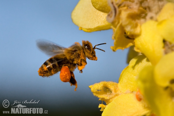 Western Honey Bee (Apis mellifera)