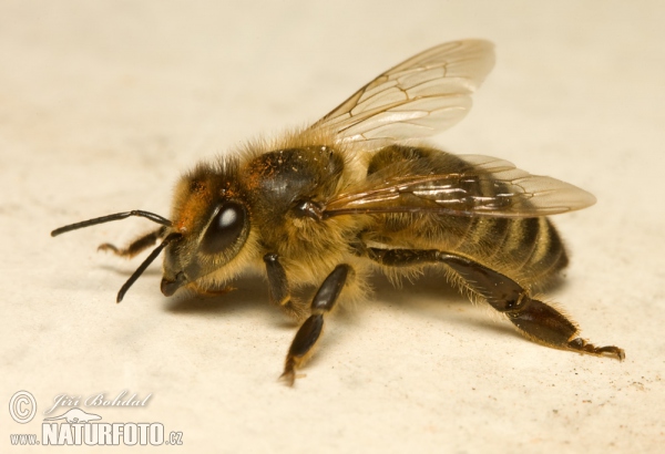 Western Honey Bee (Apis mellifera)