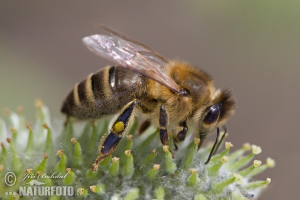 Western Honey Bee (Apis mellifera)