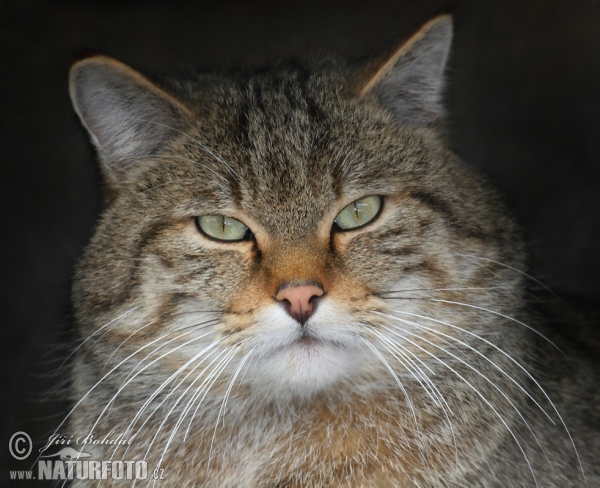 Wild Cat (Felis silvestris)