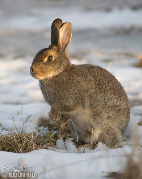 Wild Rabbit (Oryctolagus cuniculus)