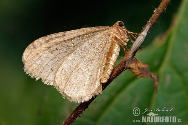 Winter Moth (Operophtera brumata)