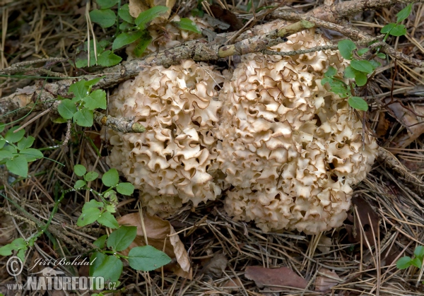 Wood Caulifllower Mushroom (Sparassis crispa)