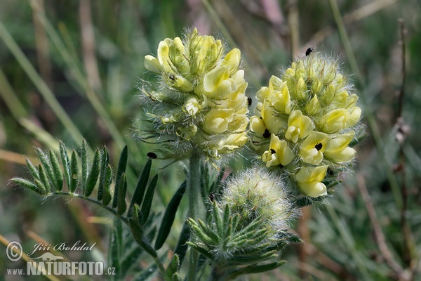 Woolly Milk-Vetch (Oxytropis pilosa)