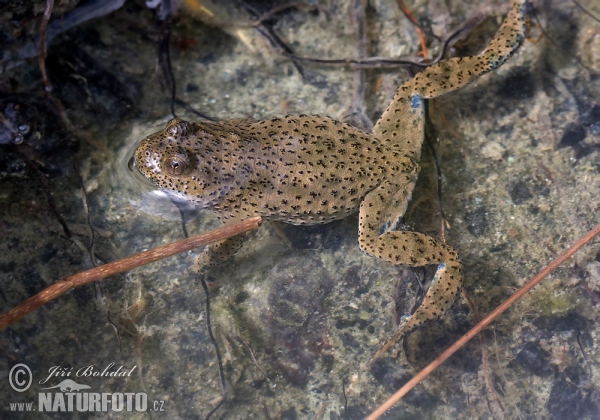 Yellow-Bellied Toad (Bombina variegata)