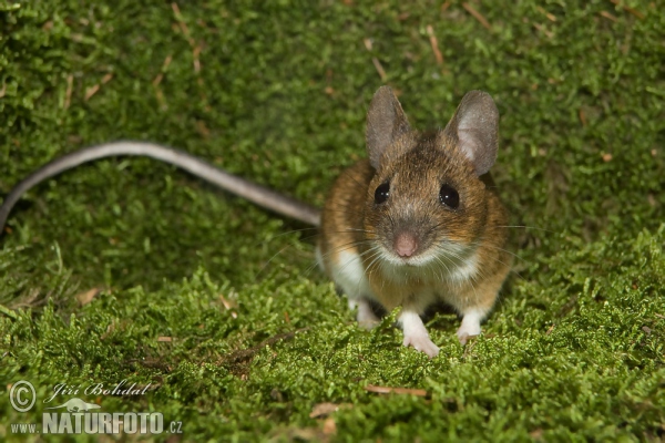 yellow-necked-field-mouse-34514.jpg