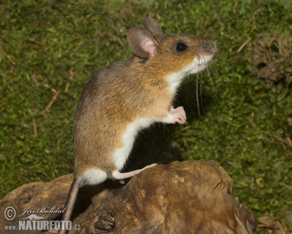 Yellow-necked Field Mouse (Apodemus flavicollis)