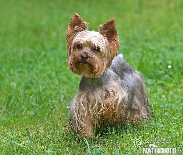 Get yorkshire terriers for sale in indianapolis