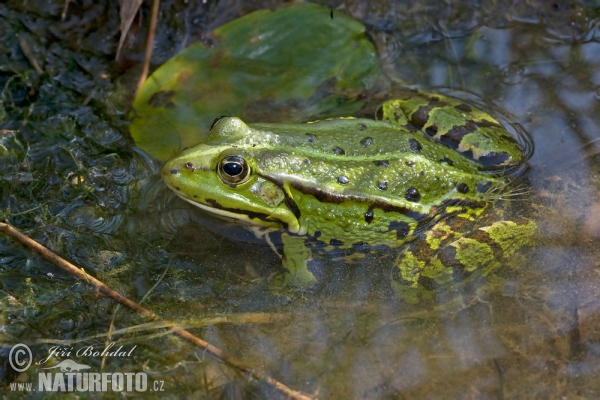 Zelena žaba