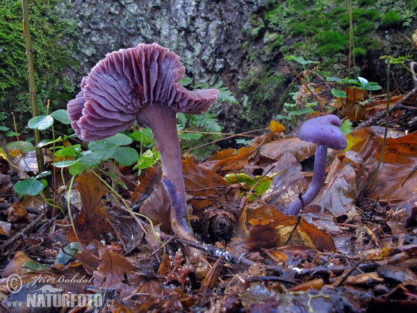 紫蜡蘑