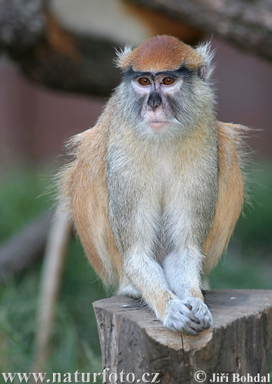 파타스원숭이