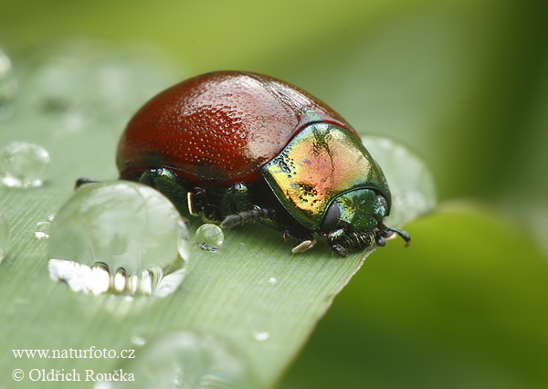 Chrysolina polita