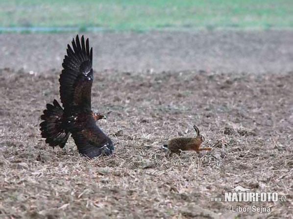 Aquila chrysaetos