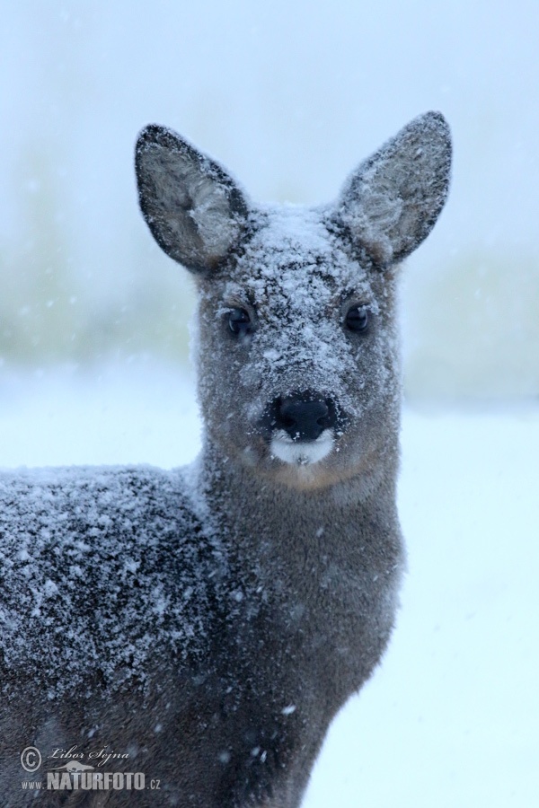 Capreolus capreolus