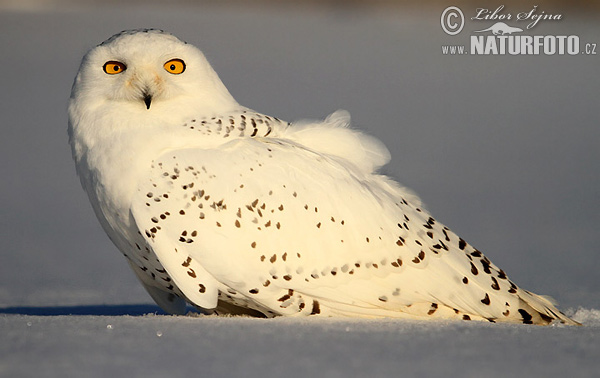 Harfang des neiges