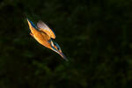 Alcedo atthis