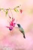 Blåkindad kolibri