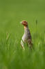 Grey Partridge