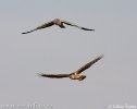 Hen Harrier