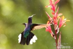 Violet Sabrewing