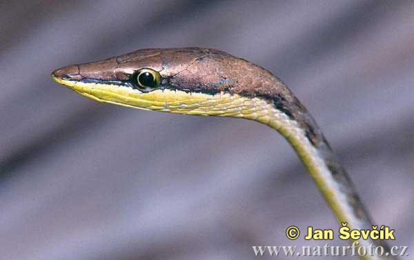 Мексиканская остроголовая змея