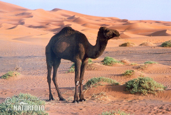 Једногрба камила