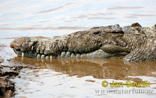 Гостромордий крокодил