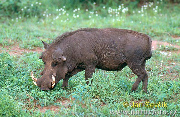 Брадавичеста свиня