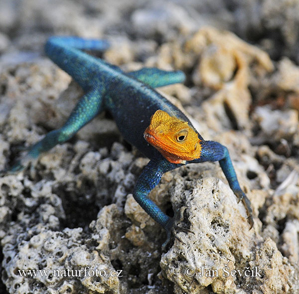 Agama lionotus