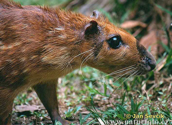 Agouti paca