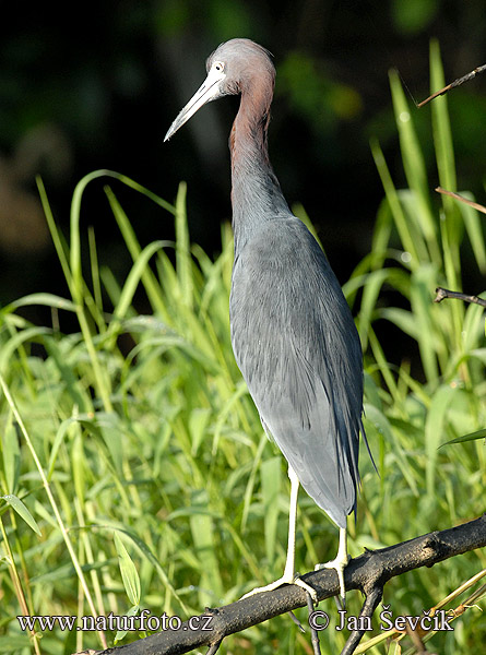 Aigrette bleue