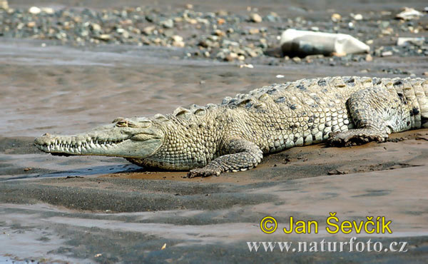 http://www.naturephoto-cz.com/photos/sevcik/american-crocodile--crocodylus-acutus-10.jpg
