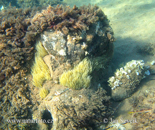 Anemone de mar comuna