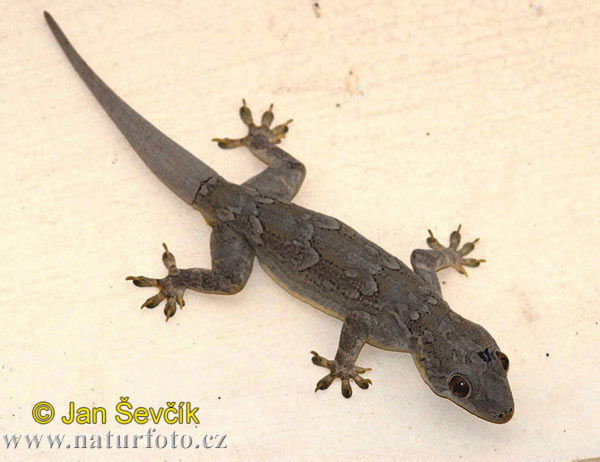 bark-gecko--hemidactulus-leschenaulti-2.jpg