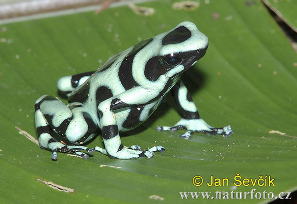 http://www.naturephoto-cz.com/photos/sevcik/black-and-green-dart-frog--dendrobates-auratus.jpg