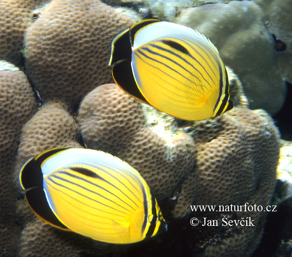 Pictures Of Butterflyfish - Free Butterflyfish pictures 