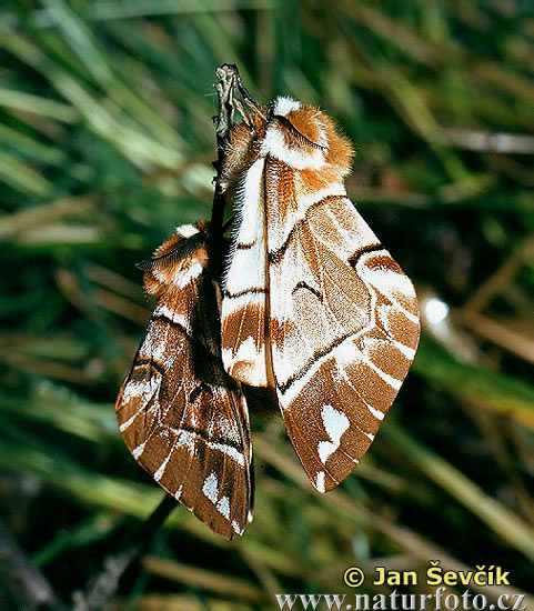 Bombyx versicolore