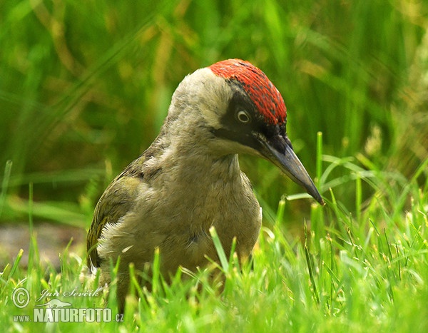 Burung Belatuk Sisik