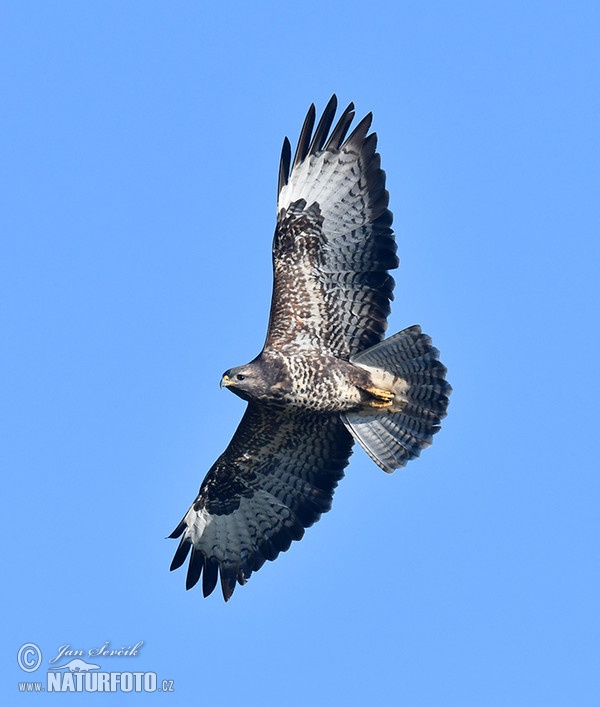 Buteo buteo