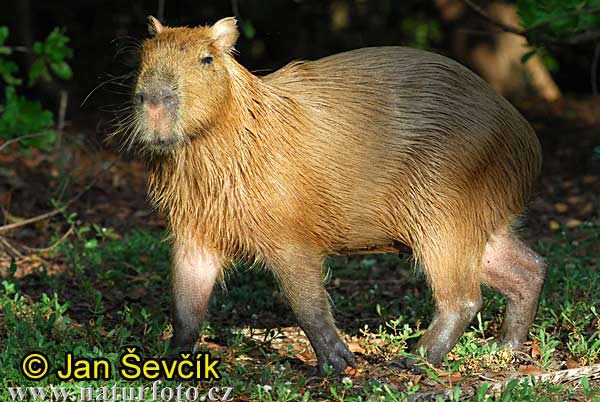 Capybara