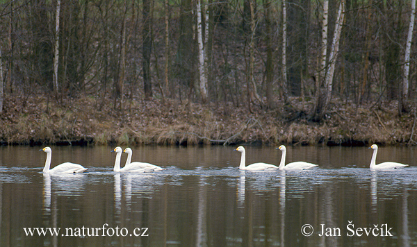 Cisne silbador columbianus