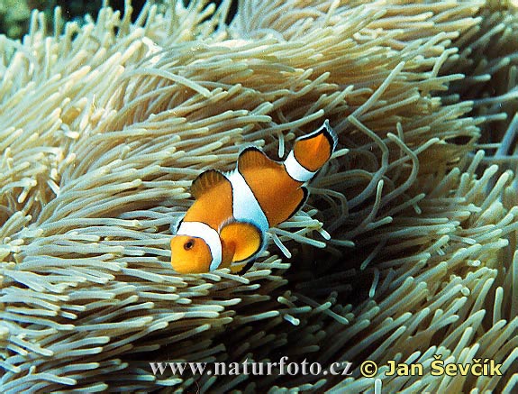 Pictures Of Clown Anemonefish - Free Clown Anemonefish pictures 