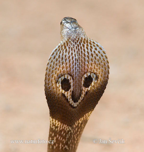 Cobra de Anteojos